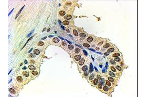 ABIN185266 (2µg/ml) staining of paraffin embedded Human Prostate. (Androgen Receptor antibody  (N-Term))