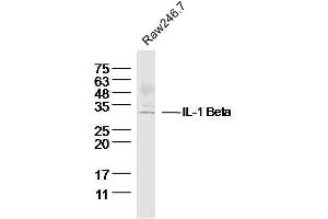 Raw264. (IL-1 beta antibody  (AA 101-200))