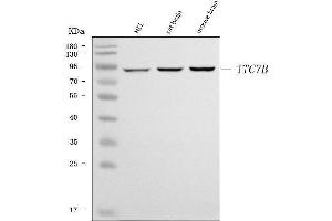 Western blot analysis of TTC7B using anti-TTC7B antibody (ABIN7601050). (TTC7B antibody  (AA 275-730))