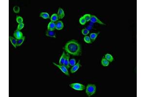 Immunofluorescent analysis of PC-3 cells using ABIN7151471 at dilution of 1:100 and Alexa Fluor 488-congugated AffiniPure Goat Anti-Rabbit IgG(H+L) (PI3 antibody  (AA 61-117))