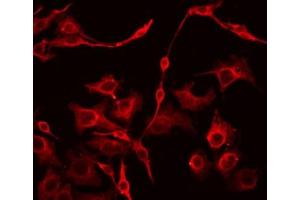 ABIN6266845 staining HepG2 by IF/ICC. (EFNA4 antibody  (Internal Region))