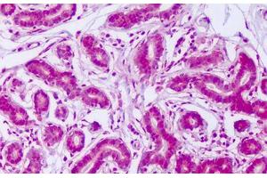 Image no. 2 for anti-V-Myb Myeloblastosis Viral Oncogene Homolog (Avian)-Like 2 (MYBL2) (N-Term) antibody (ABIN1494785) (MYBL2 antibody  (N-Term))