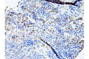 Immunohistochemistry of paraffin-embedded mouse spleen using TEFM antibody (ABIN5974873) at dilution of 1/100 (40x lens). (TEFM antibody)