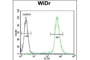 RPS6 Antibody (Ser240/244) (ABIN654233 and ABIN2844066) flow cytometric analysis of WiDr cells (right histogram) compared to a negative control cell (left histogram).