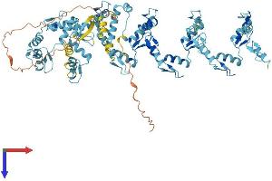 AlphaFold protein structure predicition of Human Recombinant ZNF585A Protein, UniprotID Q6P3V2 (ZNF585A Protein (AA 1-769) (His tag))