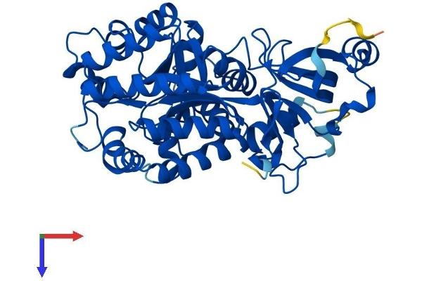 GDA Protein (AA 1-454) (His tag)