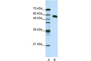 WB Suggested Anti-NONO Antibody Titration:  1. (NONO antibody  (N-Term))