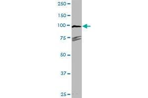 TYRO3 MaxPab rabbit polyclonal antibody. (TYRO3 antibody  (AA 1-890))