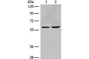 EBF2 antibody