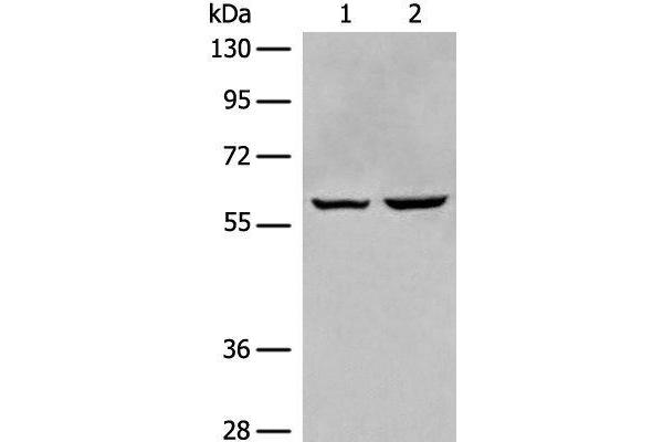 EBF2 antibody