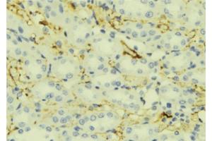 ABIN6276870 at 1/100 staining Mouse liver tissue by IHC-P. (Apolipoprotein C-II antibody  (Internal Region))