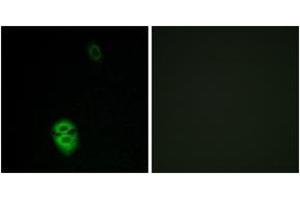 Immunofluorescence analysis of A549 cells, using OR4K17 Antibody. (OR4K17 antibody  (AA 263-312))