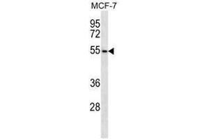 ARMCX1 Antibody (Center) western blot analysis in MCF-7 cell line lysates (35µg/lane).