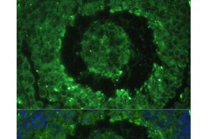 Immunofluorescence analysis of Mouse testis cells using DEFB121 Polyclonal Antibody at dilution of 1:100. (DEFB121 antibody)