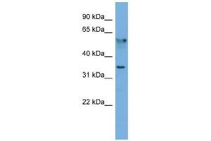 FNDC8 antibody used at 0.