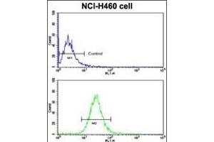 Flow cytometric analysis of NCI- cells using BACE1C Antibody (Center) (bottom histogram) compared to a negative control cell (top histogram). (BACE1C (AA 125-154) antibody)