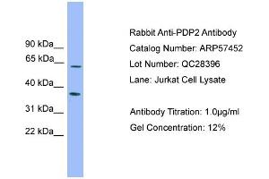 WB Suggested Anti-PDP2  Antibody Titration: 0. (PDP2 antibody  (Middle Region))
