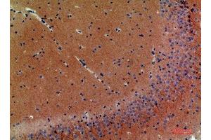 Immunohistochemical analysis of paraffin-embedded mouse-brain, antibody was diluted at 1:200 (Neuregulin 3 antibody  (Internal Region))