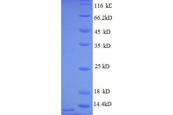 CXCL3 Protein (AA 35-107, full length) (His tag)