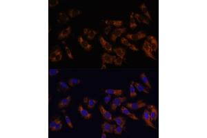 Immunofluorescence analysis of U-2 OS cells using RPL36AL Polyclonal Antibody (ABIN7270007) at dilution of 1:100 (40x lens).