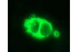 Immunofluorescence (IF) image for anti-Hydroxysteroid (17-Beta) Dehydrogenase 4 (HSD17B4) antibody (ABIN2715562)