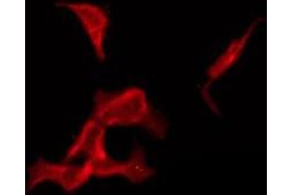 OR1A1 antibody  (C-Term)