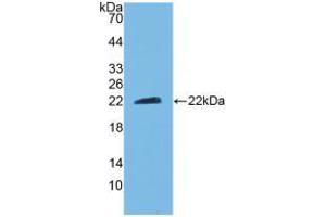Western blot analysis of recombinant Mouse CNTF. (CNTF antibody  (AA 2-198))