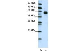 Western Blotting (WB) image for anti-Nuclear Factor, Interleukin 3 Regulated (NFIL3) antibody (ABIN2461756) (NFIL3 antibody)