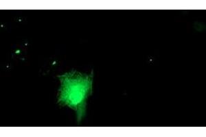 Anti-RUVBL2 mouse monoclonal antibody (ABIN2455545) immunofluorescent staining of COS7 cells transiently transfected by pCMV6-ENTRY RUVBL2 (RC200933). (RUVBL2 antibody  (AA 113-370))