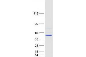 Validation with Western Blot (TMEM120A Protein (Myc-DYKDDDDK Tag))