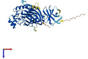 INPP5K Protein (AA 1-448) (His tag)
