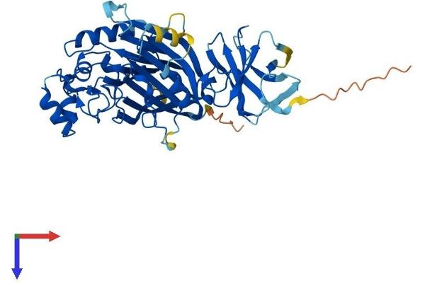 INPP5K Protein (AA 1-448) (His tag)