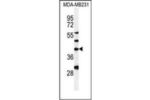 Western blot analysis of DPAGT1 Antibody in MDA-MB231 cell line lysates (35ug/lane). (DPAGT1 antibody  (Middle Region))