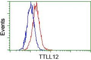 Image no. 2 for anti-Tubulin tyrosine Ligase-Like Family, Member 12 (TTLL12) antibody (ABIN1499033) (TTLL12 antibody)