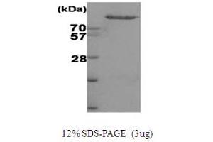 SDS-PAGE (SDS) image for Hexokinase 2 (HK2) protein (His tag) (ABIN668036) (Hexokinase 2 Protein (HK2) (His tag))