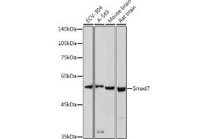 Western blot analysis of extracts of various cell lines, using Smad7 antibody (ABIN6133913, ABIN6148093, ABIN6148095 and ABIN6215945) at 1:1000 dilution. (SMAD7 antibody  (AA 1-100))
