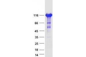 Western Blotting (WB) image for Actin Filament Associated Protein 1-Like 2 (AFAP1L2) (Transcript Variant 1) protein (Myc-DYKDDDDK Tag) (ABIN2714447)