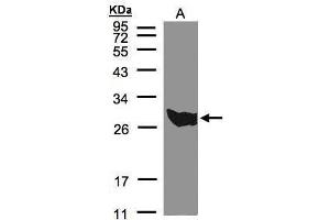 WB Image Sample(30 μg of whole cell lysate) A:293T 12% SDS PAGE antibody diluted at 1:500 (PGAM1 antibody  (C-Term))
