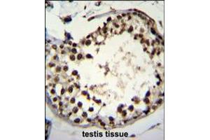 ASXL1 Antibody immunohistochemistry analysis in formalin fixed and paraffin embedded human testis tissue followed by peroxidase conjugation of the secondary antibody and DAB staining. (ASXL1 antibody  (AA 521-549))