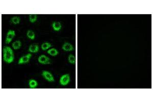 Immunofluorescence (IF) image for anti-ATP synthase subunit delta, mitochondrial (ATP5F1D) (Internal Region) antibody (ABIN1850818)