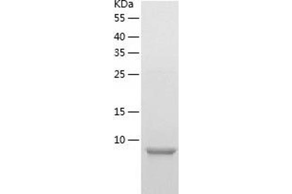 GNG13 Protein (AA 1-64) (His tag)