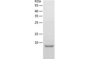 Western Blotting (WB) image for G Protein gamma 13 (GNg13) (AA 1-64) protein (His tag) (ABIN7123028) (GNG13 Protein (AA 1-64) (His tag))