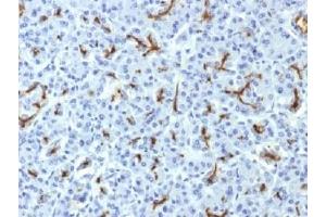 IHC testing of FFPE human pancreas with CFTR antibody (clone CFTR/1643). (CFTR / Cystic Fibrosis Transmembrane Regulator (AA 258-385) antibody)