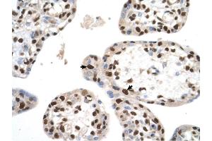 SETD2 antibody was used for immunohistochemistry at a concentration of 4-8 ug/ml to stain Trophoblast cells (arrows) in Human Placenta. (SETD2 antibody  (N-Term))