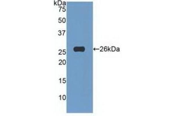 TNFSF14 antibody  (AA 62-240)
