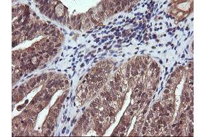 PIK3 gamma antibody