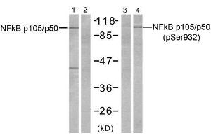 Western blot analysis of extracts from HeLa cells, untreated or treated with TNFα (20ng/ml 5min) and Calyculin A (50nM 15min), using NFκB p105/p50 (Ab-932) antibody (E021243, Line 1 and 2) and NFκB p105/p50 (phospho-Ser932) antibody (E011251, Line 3 and 4) TNFα+Calyculin A - - - + (NFKB1 antibody  (pSer932))