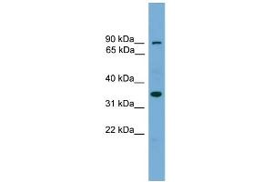WB Suggested Anti-NDNL2 Antibody Titration: 0. (Necdin-Like 2 antibody  (Middle Region))