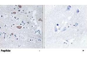 Immunohistochemistry analysis of paraffin-embedded human brain tissue using CEND1 polyclonal antibody . (CEND1 antibody  (N-Term))