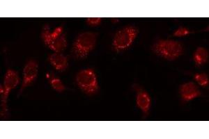 ABIN6277515 staining HeLa by IF/ICC. (KLKB1 antibody  (Internal Region))